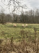 IMG_8906.jpg
